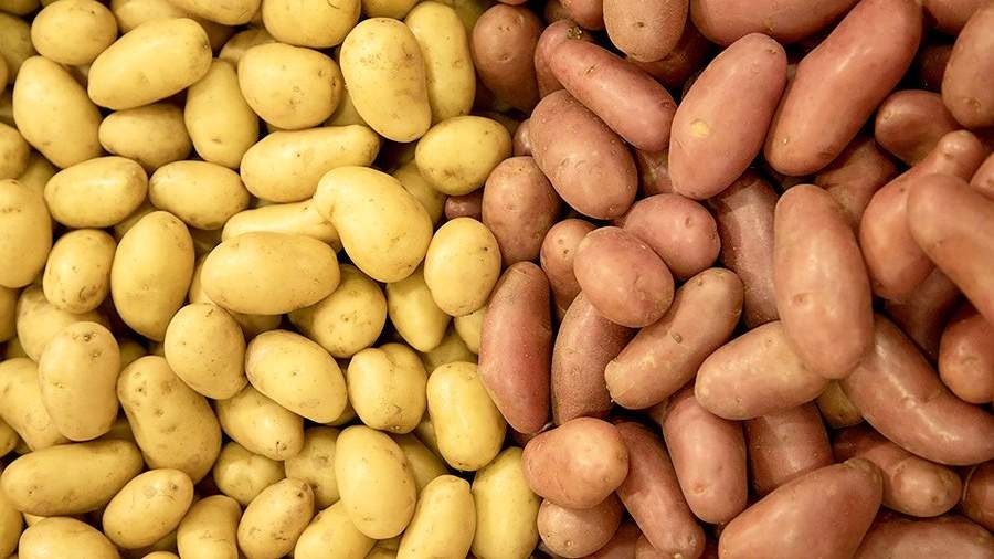 Поздний урожай удвоил импорт картофеля